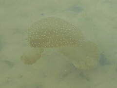 Phyllorhiza punctata