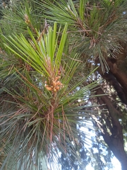 Pinus radiata