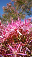 Calytrix