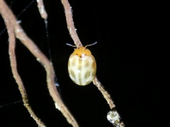 Plagiodera ornata