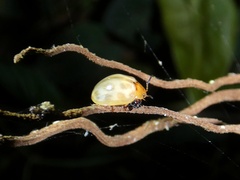 Plagiodera ornata