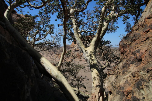 Image of Ficus tettensis by (c) Tony Rebelo, some rights reserved (CC BY-SA)