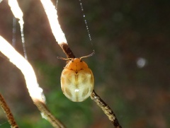 Plagiodera ornata