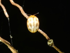 Plagiodera ornata