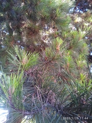 Pinus radiata