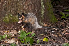 Didelphis aurita
