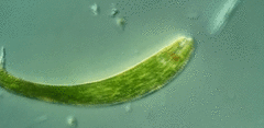 Lepocinclis fusca
