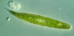 Lepocinclis fusca
