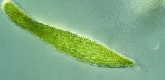 Lepocinclis fusca