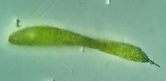 Lepocinclis fusca