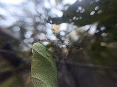 Aciagrion pallidum