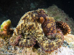 Octopus vulgaris