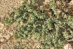 Salsola papillosa