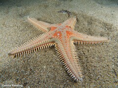 Astropecten aranciacus