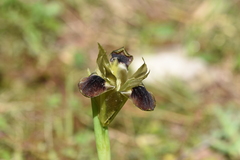 Iris tuberosa
