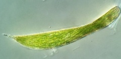Lepocinclis fusca
