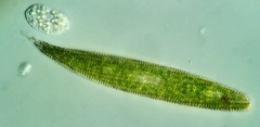 Lepocinclis fusca
