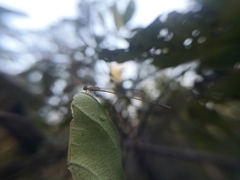 Aciagrion pallidum