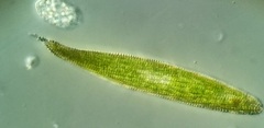 Lepocinclis fusca