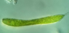 Lepocinclis fusca