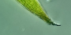 Lepocinclis fusca