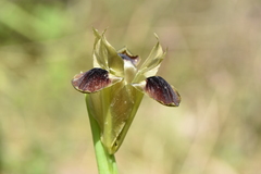 Iris tuberosa