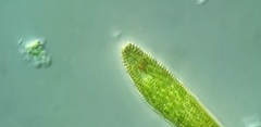 Lepocinclis fusca