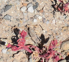 Oedipoda canariensis