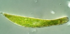 Lepocinclis fusca