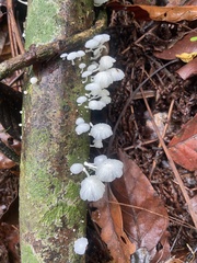 Marasmiellus