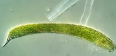Lepocinclis fusca