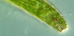 Lepocinclis fusca
