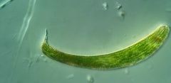 Lepocinclis fusca