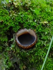 Humaria hemisphaerica