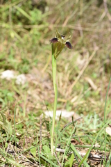Iris tuberosa