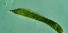 Lepocinclis fusca