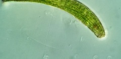 Lepocinclis fusca