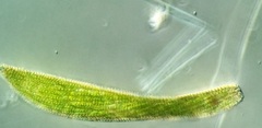 Lepocinclis fusca