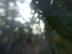 Aciagrion pallidum