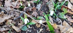 Galanthus woronowii