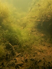 Cladophora glomerata