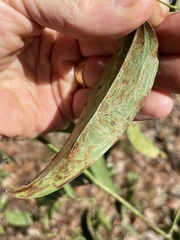 Marmara smilacisella