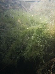 Cladophora glomerata