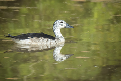 Sarkidiornis melanotos