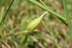 Iris tuberosa