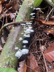 Marasmiellus