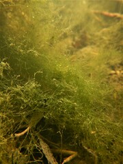 Cladophora glomerata