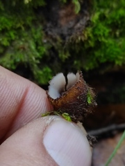 Humaria hemisphaerica