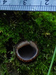 Humaria hemisphaerica