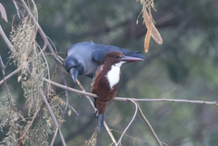 Halcyon smyrnensis